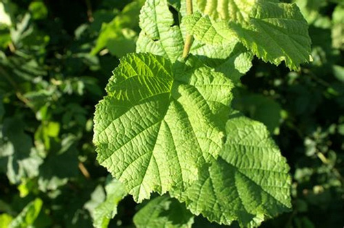 Malva Branca - Alteia 100 Gr, Erva Seca Para Chá