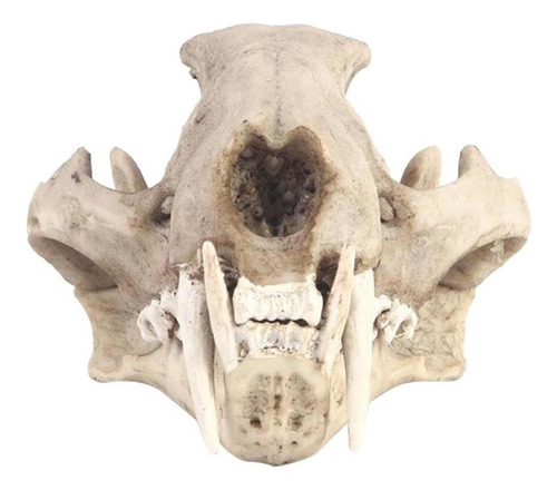 Esqueleto Artificial Principal De La Leopardo Longibando
