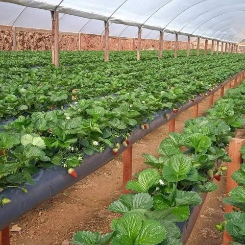 3 Calha Cultivo Morango Suspenso Com 102x0,45 Mts 200 Micras