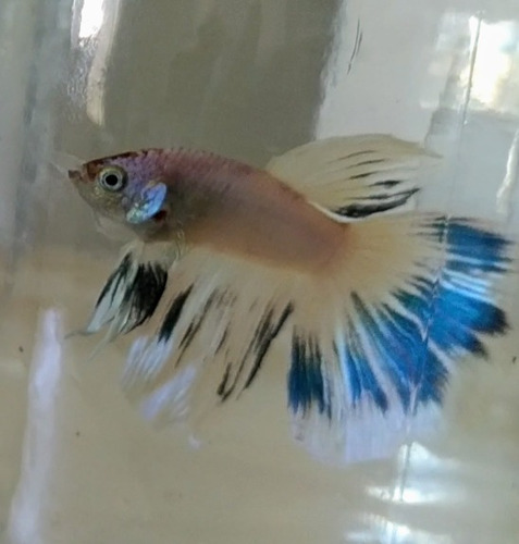 Imagen 4 de 10 de Peces Bettas Solo Parejas