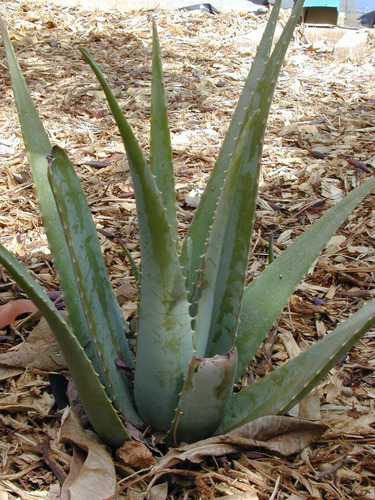 Imagen 3 de 5 de Sabila Aloe Vera Acíbar Planta Medicinal Chica Especial