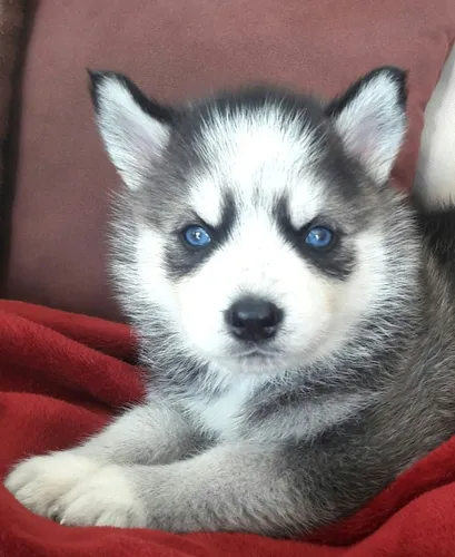 comprar Cachorros Husky Disponibles 
