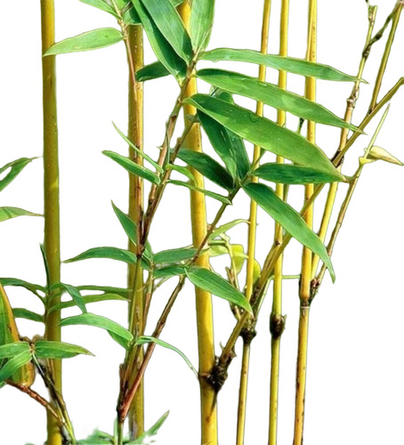 Caña De Bambu En 2.5m Excelentes! Hay Mas `pequeñas