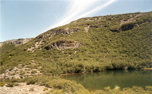 Agrícola Forestal - Inmobiliario En Venta En Tucapel
