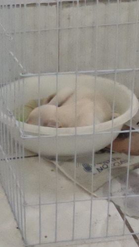 Imagem 1 de 3 de Filhote De Labrador