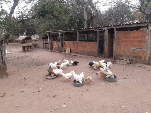Imagem 3 de 14 de Linda Chácara A Venda