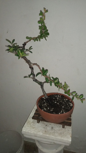 Bonsai De Piracanta Espina De Fuego Da Flores Y Frutos