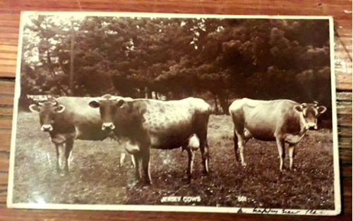 Postal Cow Vaca Ganado Estampilla One Penny 1905 La Pampa
