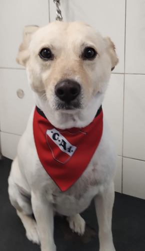 Bandanas De Equipos Futbol Para Mascotas