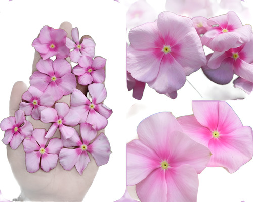 48 Sementes Especiais Vinca De Madagascar Icy Pink.