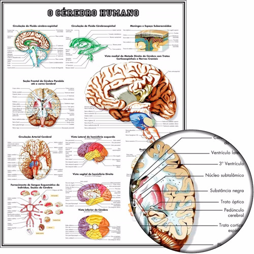 Poster Hd Anatomia Do Cérebro 65x100cm Para Decoração De Sala Clinica Hospital Escola - Plastificado