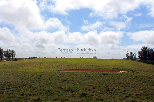 Campo En Punta Del Este, | Alejandro Perazzo Ref:12338- Ref: 12338