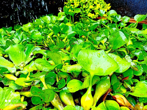 Imagen 4 de 7 de Oferta Mega Paquete Plantas Acuaticas, Jacinto Y Lechuga