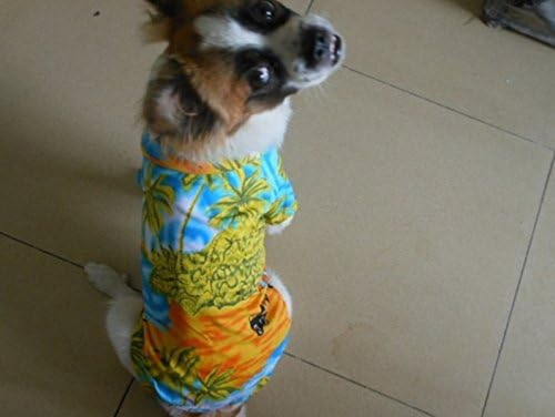 Tangpan Hawaiian Beach Cocotero Estampado Perro Camisa Veran