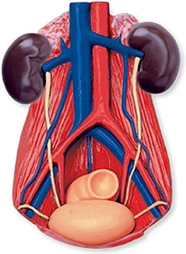 Imagen 5 de 8 de 4d Cuerpo Humano Modelo Anatómico 626301