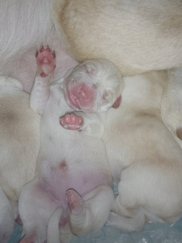 Cachorros Labradores Color Arena Recien Nacidos