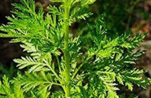 Semillas Artemisia Annua 50x Frescas Listas Para Sembrar