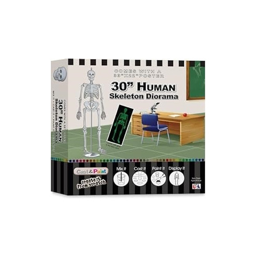 Kit Diorama Esqueleto Humano Skullduggery Moldear Y Pintar 