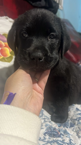 Cachorros Labrador Puros