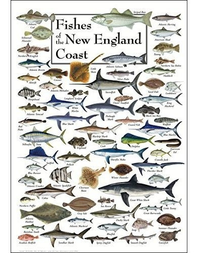 Pósteres - Earth Sky + Water Poster - Fishes Of The New Engl