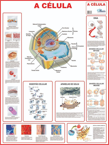 10 Mapas Do Corpo Humano 120x90cm A Sua Escolha- Frete Único