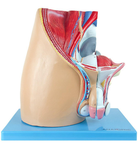 Pelve Masculina Em Corte Mediano, Anatomia