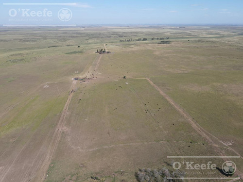 Imagen 13 de 29 de Campo Ganadero De 4300 Has - Sobre Ruta - Potencial Parque Eolico - Bahia Blanca