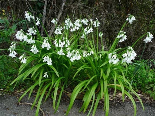 8 Bulbos De Lagrimas De La Virgen / Allium Triquetrum