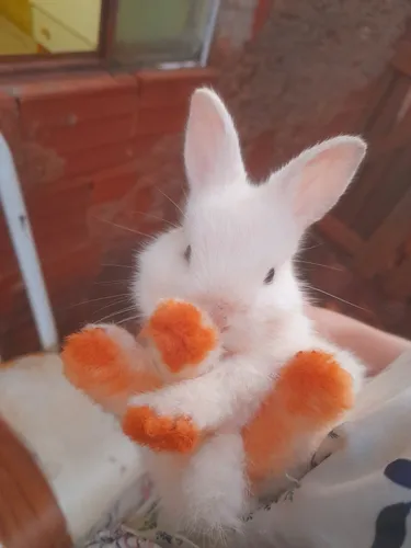 Animais Exótico - Coelho Nova Zelândia
