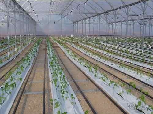 Filme Plastico Para Estufa Agricola 12m X 36m - 150 Micras