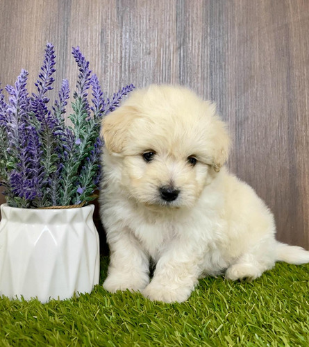 Maltipoo Lindos Cachorros De Oportunidad 