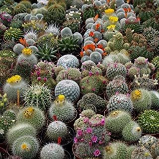 Más De 20 Semillas De Cactus Mixtas De Cactus Suculentas Pla