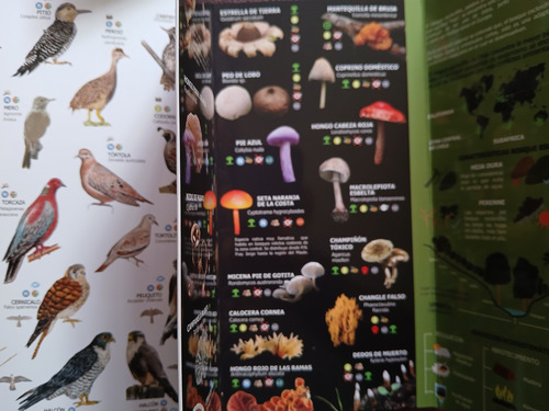 Intermareal/bosque Esclerofilo/templado/rocas-minerales.pack