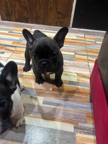 Bulldog Francés Hembra