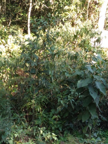 Imagem 10 de 11 de Terreno Para Venda Em São Francisco De Paula, Centro - Cwvt0230_2-1483305