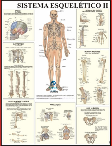 Imagem 3 de 4 de Mapa Corpo Humano Sistema Esqueleto Il Enrolado 120 X 90 Cm