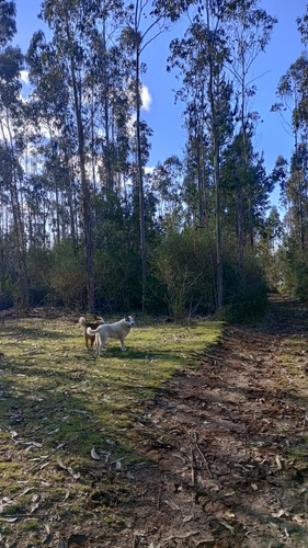 Terreno / Los Alamos, Región Del Biobío