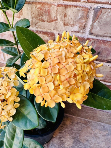 Ixora Color Amarillazo