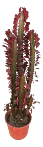 Planta Euphorbia Rubra 