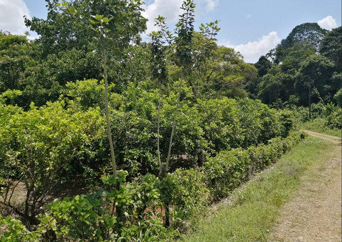 Imagen 5 de 9 de Finca Hermosa
