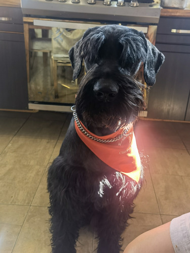 Schnauzer Gigante Cruza Macho 