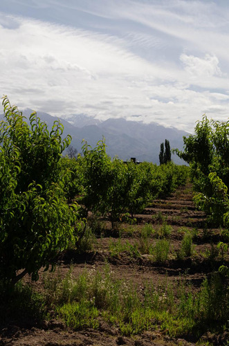 Finca En Venta En Tunuyán