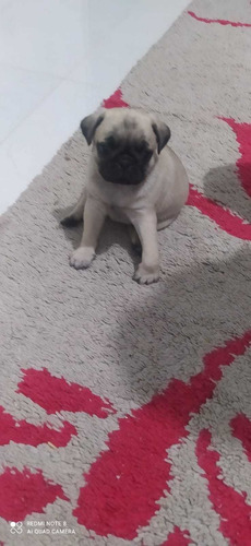 Imagem 1 de 5 de Pug Abricote Fêmea