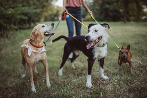 Paseo Canino Villa Del Parque