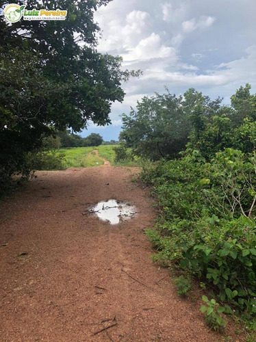 Imagem 7 de 15 de Fazenda Á Venda No Formoso Do Araguaia - To - 1.327,2 Hec., (dupla Ptidão) - 2263