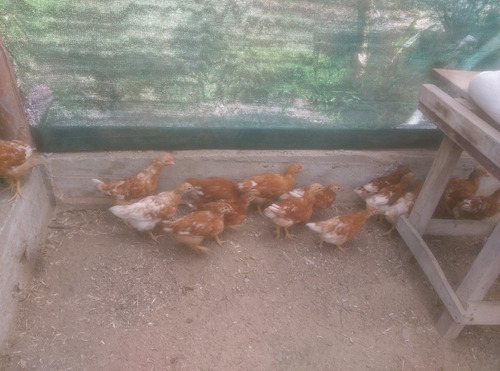 Gallinas Ponedoras En Venta (1 Mes, 2 Meses, 4 Meses)