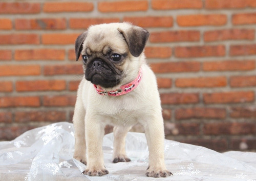Pug Carlino Hembra