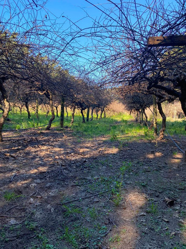 Imagen 7 de 13 de En Venta Importante Chacra 5.5 Hectareas Con Emprendimiento