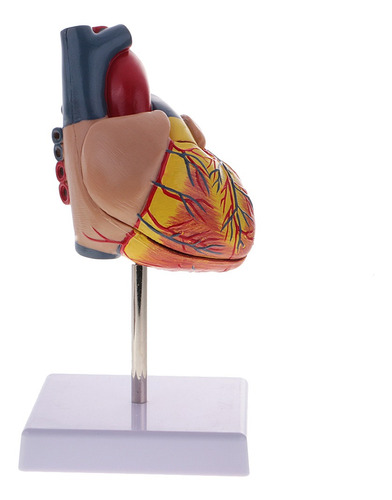 Imagen 2 de 4 de 1: 1 Estatua De Corazón Humano Herramienta De Aprendizaje