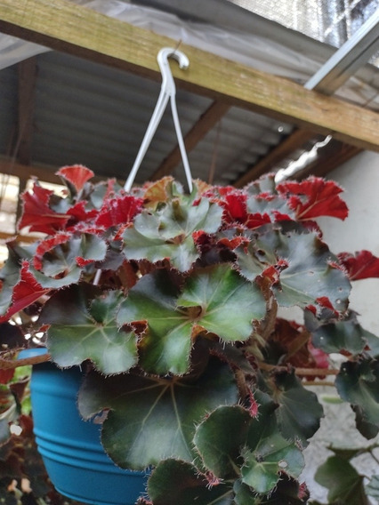 Begonia Caracol | MercadoLivre ?